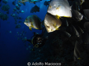 Batfish @ Shark reef by Adolfo Maciocco 